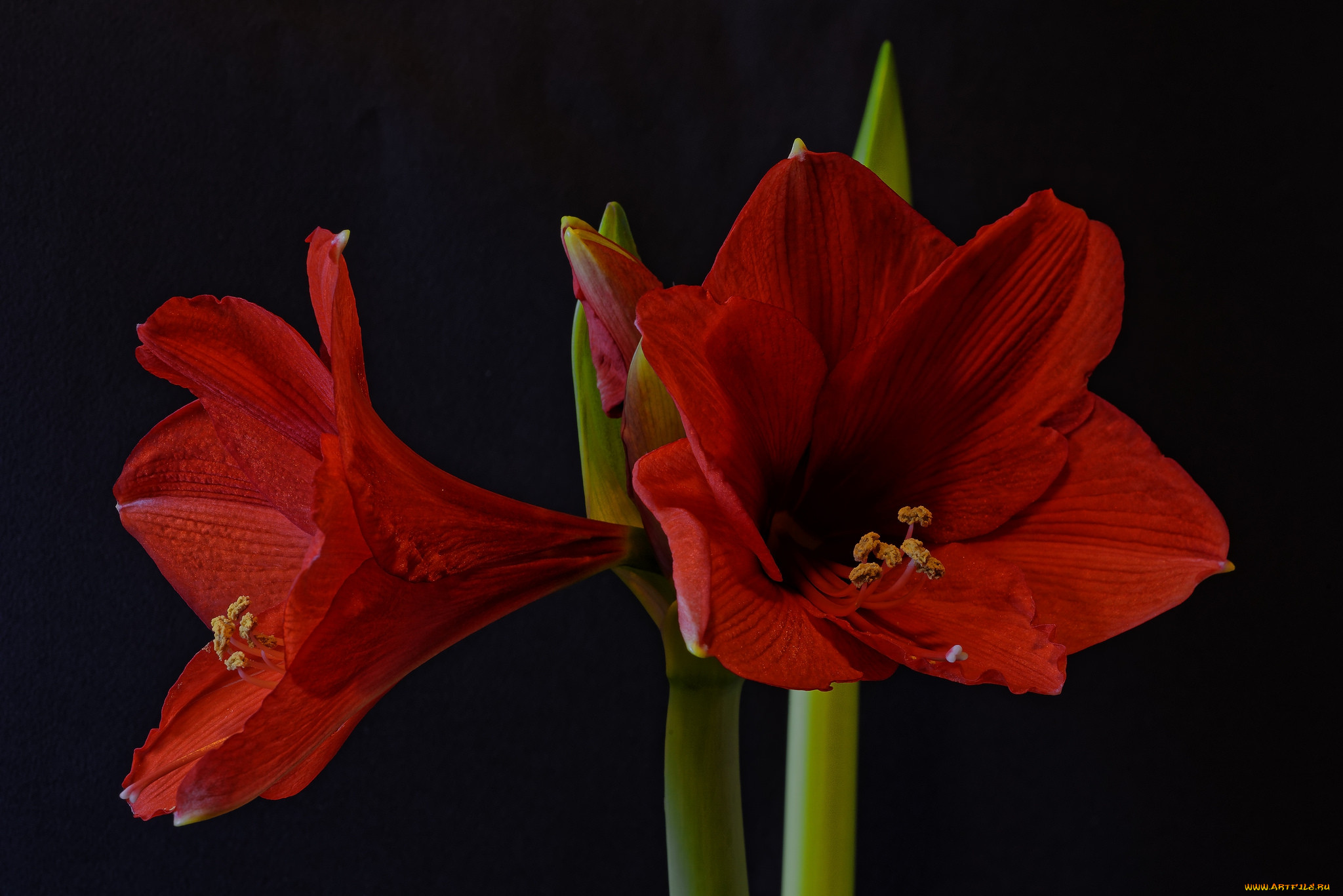 amaryllis, , ,  , 